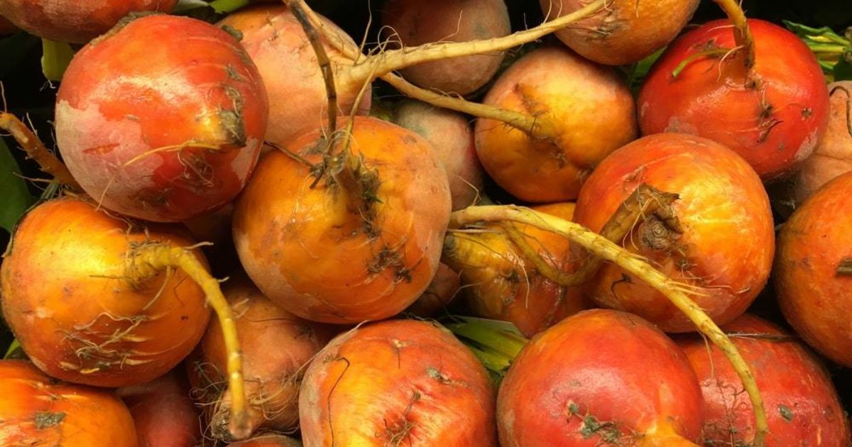 Salt Baked Golden Beetroot with Smoked Labneh & Crispy Capers | Groobarb's Wild Farm