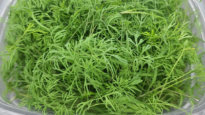 Dill Microherb