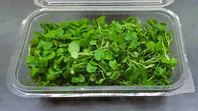 Micro Watercress jpg