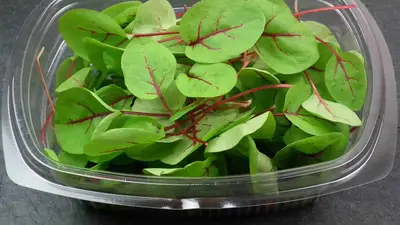 Sorrel scaled jpg