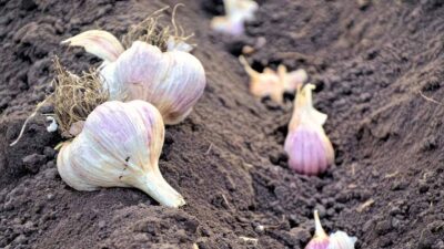 Store Seed Garlic for Planting FB