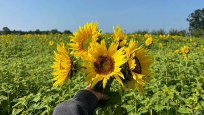 Sunflowers