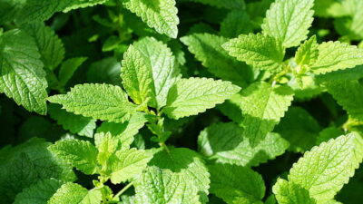 Mint green kitchen herb leaves preview