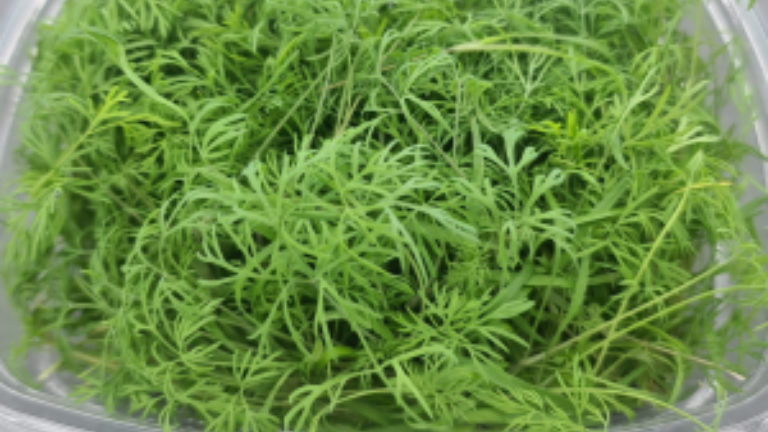 Dill Microherb