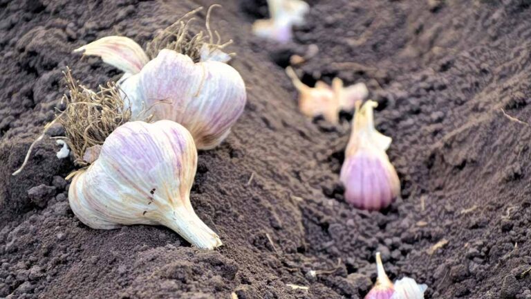 Store Seed Garlic for Planting FB