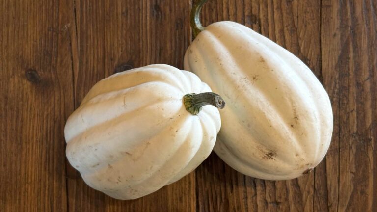 Mash pot squash