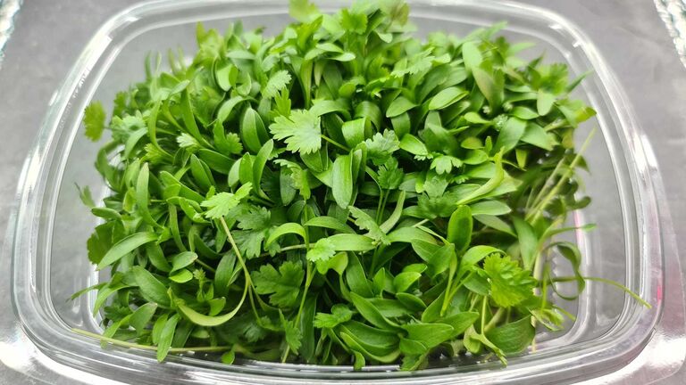 Micro Coriander | Groobarb's Wild Farm